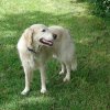 Nala