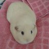 Vanille