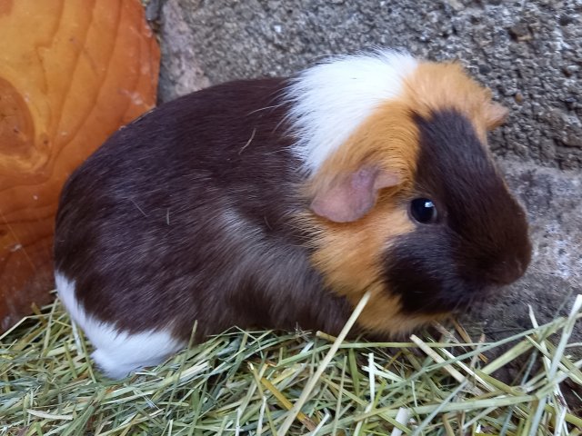 Chocky