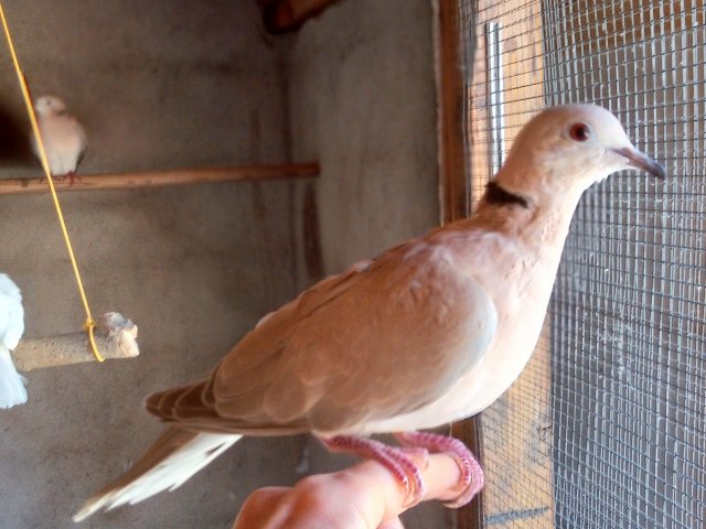 Kiwi
