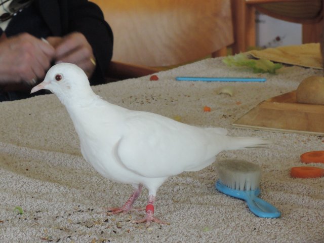Perle