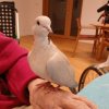 Ancara